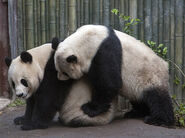 Giant Panda Mating