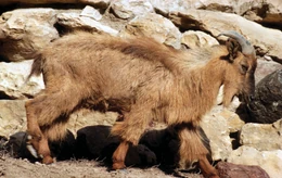 Arabian tahr