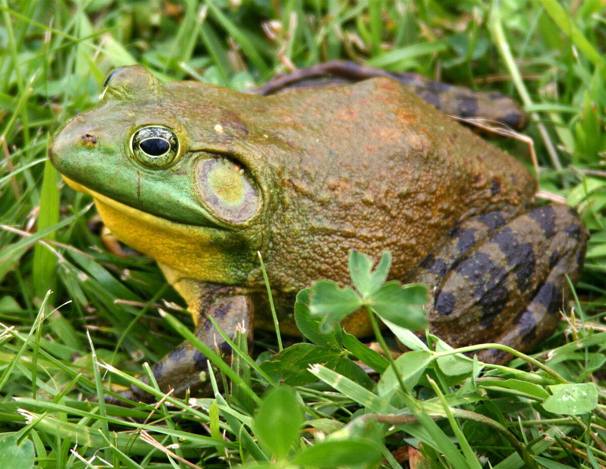American Bullfrog | Creatures of the World Wikia | Fandom