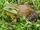 American Bullfrog