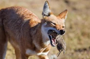 Ethiopian-Wolf-Hunting.jpg (29 KB) Ethiopian Wolf Eating Rodent