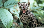 A Bornean Clouded Leopard