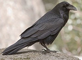 Common Ravens are among the most playful of bird species. They will drop  objects and catch them before they hit the ground, and play tug-of-war and  king-of-the-hill with other ravens. : r/Awwducational