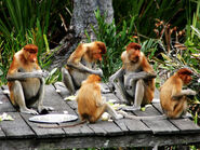 Family Picnic