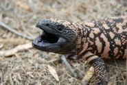 Gila Monster Mouth A-Gape