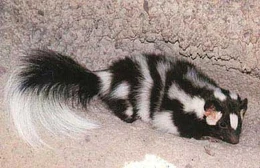 Spotted-Skunk