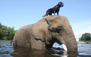 Elephant with Black Lab