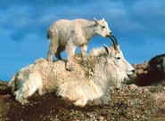 C6441c0109763d40658317c060101c22.jpg (95 KB) Mountain Goat Piggy-Back Ride