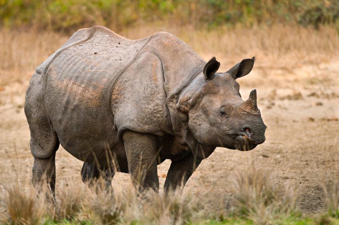 Javan Rhinoceros | Creatures of the World Wikia | Fandom