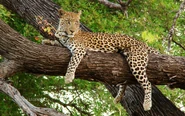 Leopard in Tree
