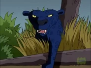 The Wild Thornberrys