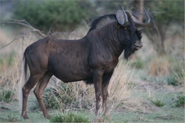 Blackwildebeest4
