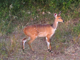 Female bushbuck (Tragelaphus scriptus) taken in Kruger Park, South Africa.