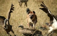 Hyena Scaring off Vultures