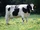 Holstein Friesian Cow