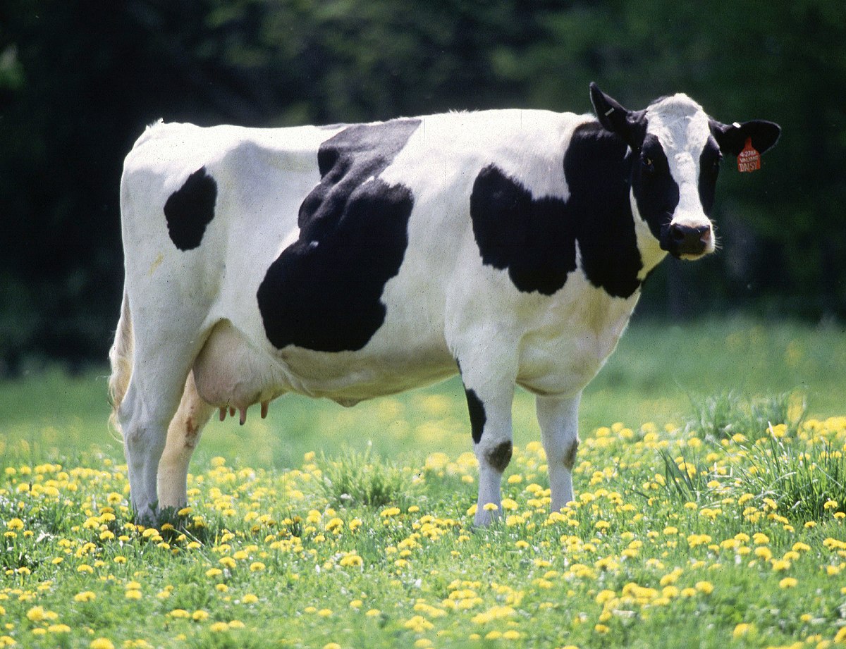 images of domestic animals cow