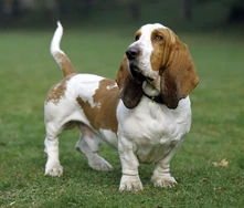 Basset-hound-dog