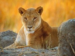 Graceful-lioness