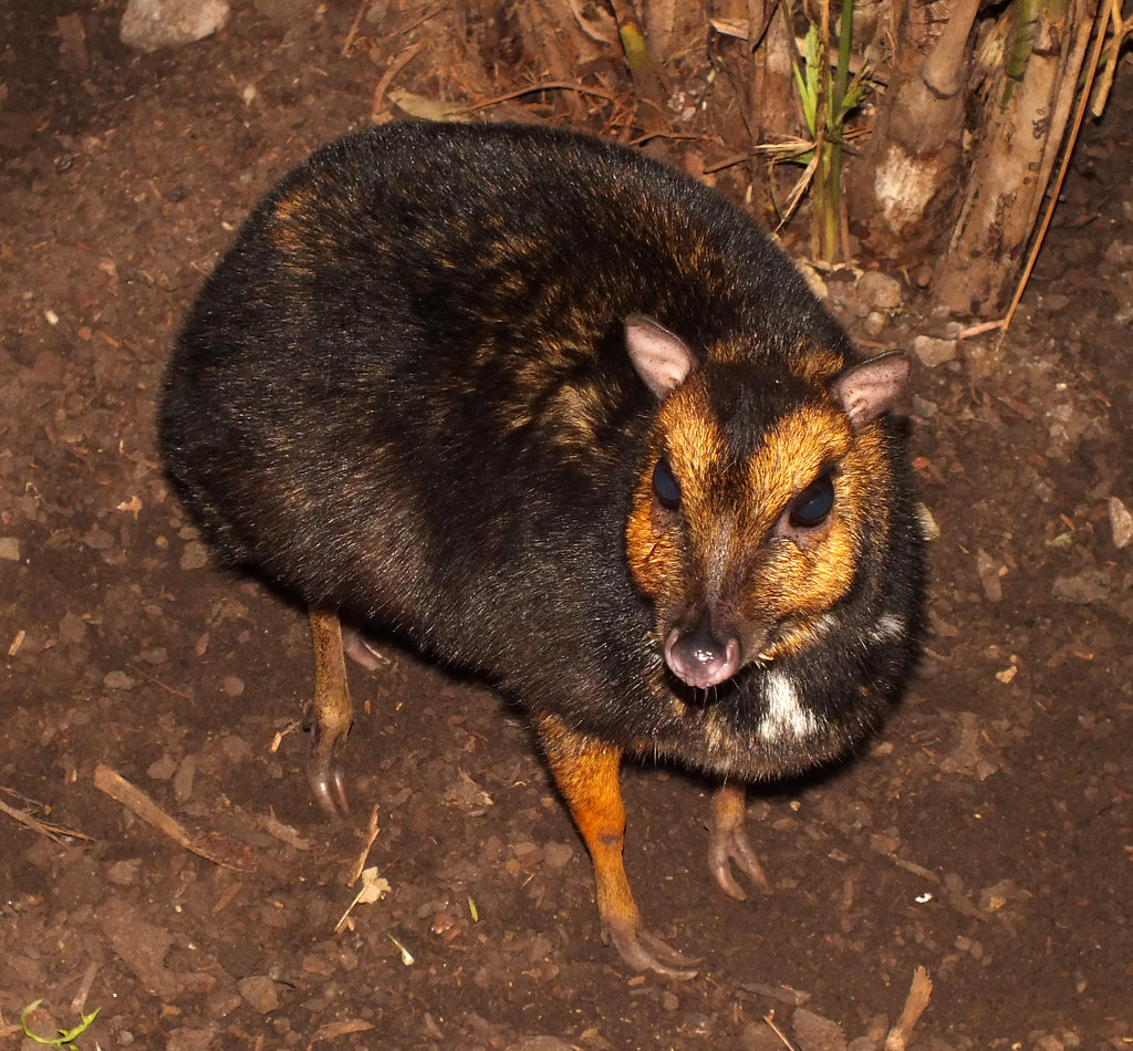 philippine mouse deer
