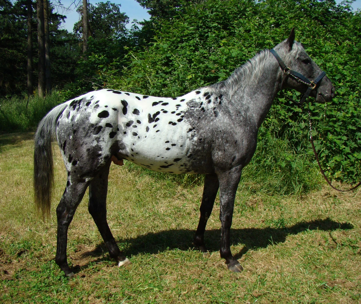 Appaloosa Creatures of the World Wikia Fandom