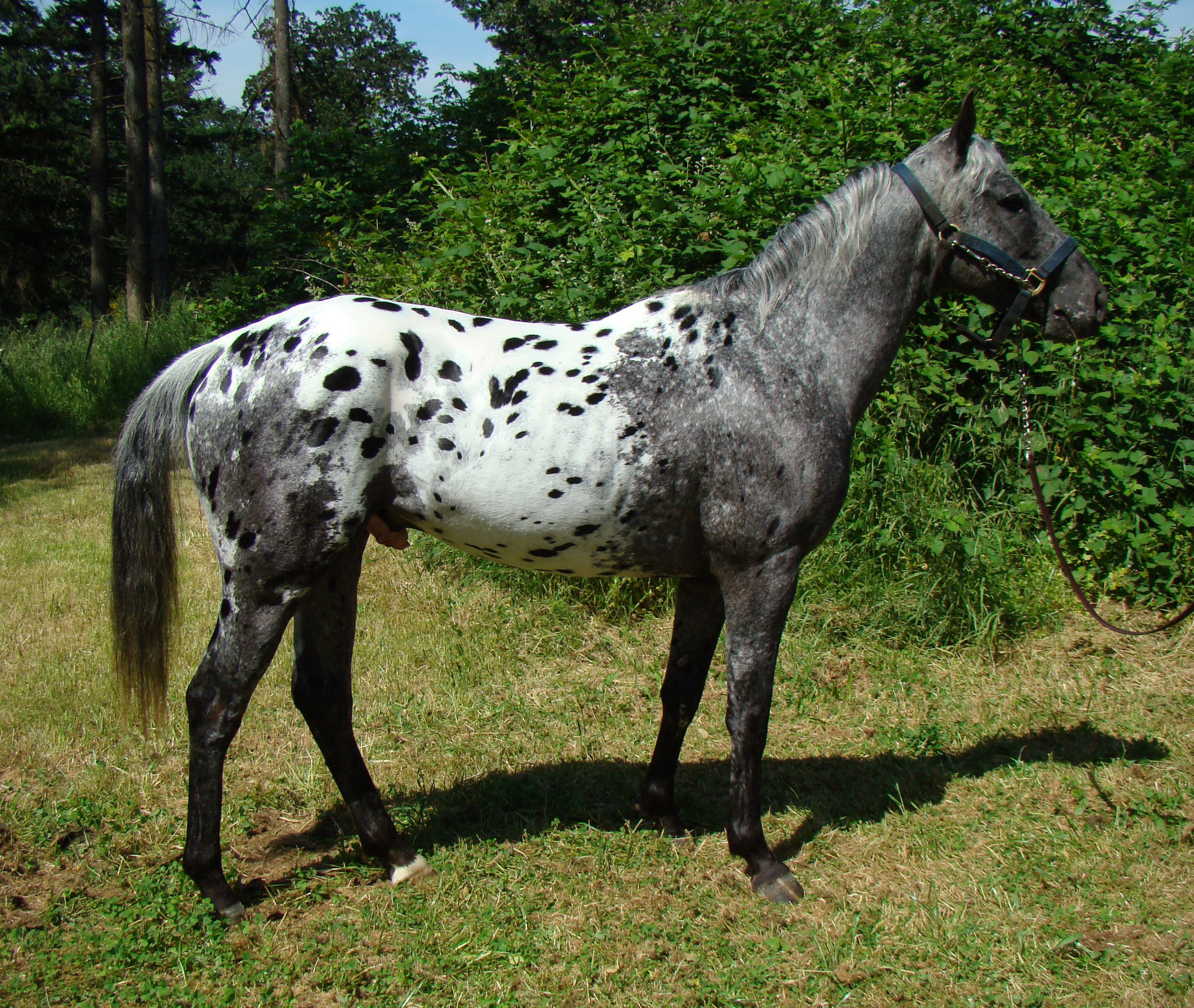 Appaloose Horse  One of the most popular horse breeds in the US