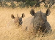A Black Rhino mother and her Calf in the Tall Grass