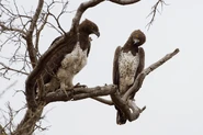 Pair of Martial Eagles