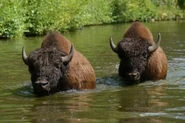Two Bison Swimming
