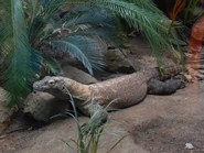 A Komodo Dragon at the Mesker Park Zoo; Evansville Indiana