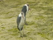 2 Marabou Storks at the Indianapolis Zoo
