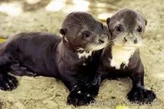 Fb292232145b9940f24f6f055c7ab542.jpg (11 KB) Giant Otter Pups