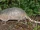 Nine-Banded Armadillo