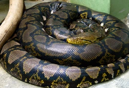 Reticulated Python | Creatures of the World Wikia | Fandom