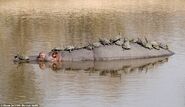 Hippo Carrying Terrapins