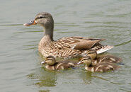 A mother duck with her Ducklings (baby ducks).