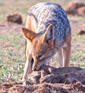 Rsz eating.jpg (191 KB) Jackal Eating