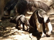 Tumblr m5dmzpRZJc1qc44mbo1 1280.jpg (181 KB) Giant Anteater Family