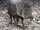 Chacoan Peccary