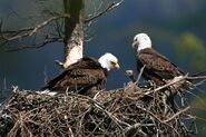 Bald Eagle parents with Chick