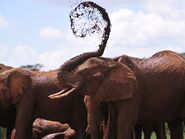 Elephant Mud Bath