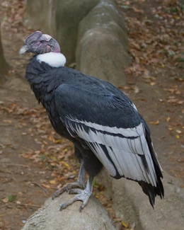 Is a Condor a Predator Bird: Unveiling Nature’s Giant Scavenger