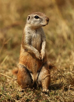 Cape ground squirrel, Xerus inauris, at Krugersdorp Game Reserve, Gauteng, South Africa (27410204561)