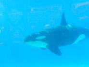 A Male Orca at Sea World CA