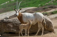 Mother Oryx with Young