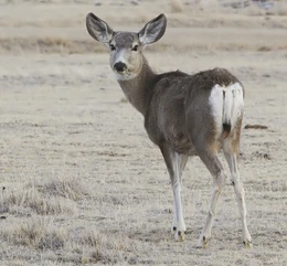 2012-mule-deer-female