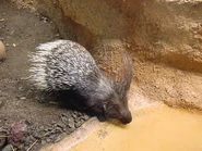 Crested Porcupine Drinking