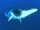 Fin Whale