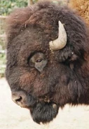 Bison Head