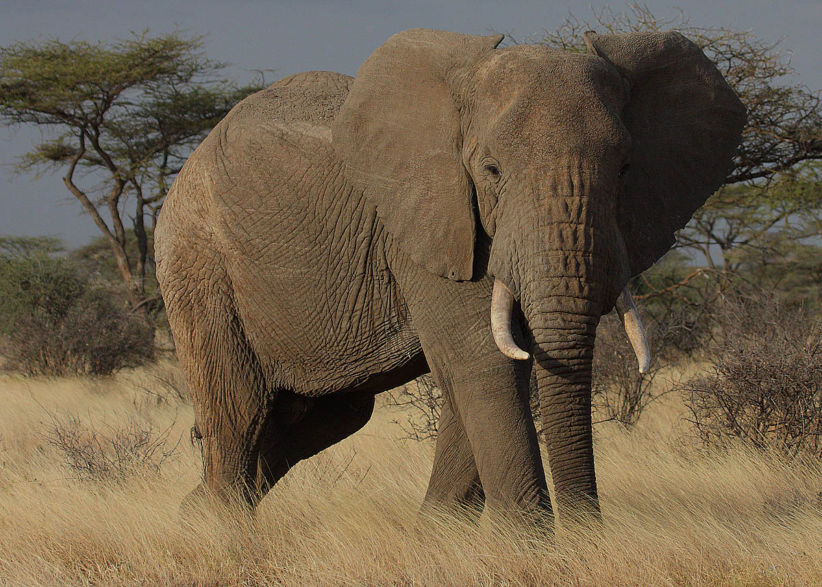 Meet the African savannah elephant (African bush elephant)