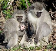 Vervet Monkey Family